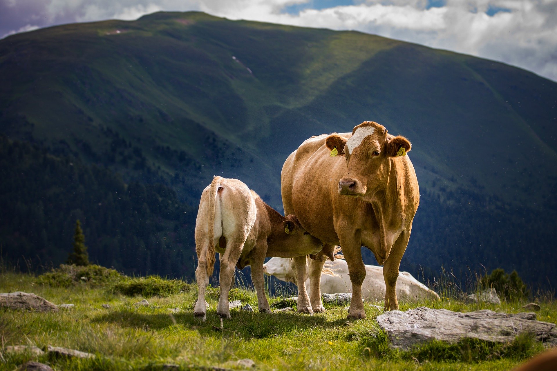 a cow calf and her mother standing around in a beautiful landscape